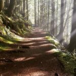 Walking Through The Woods:  Supporting a Grieving Person