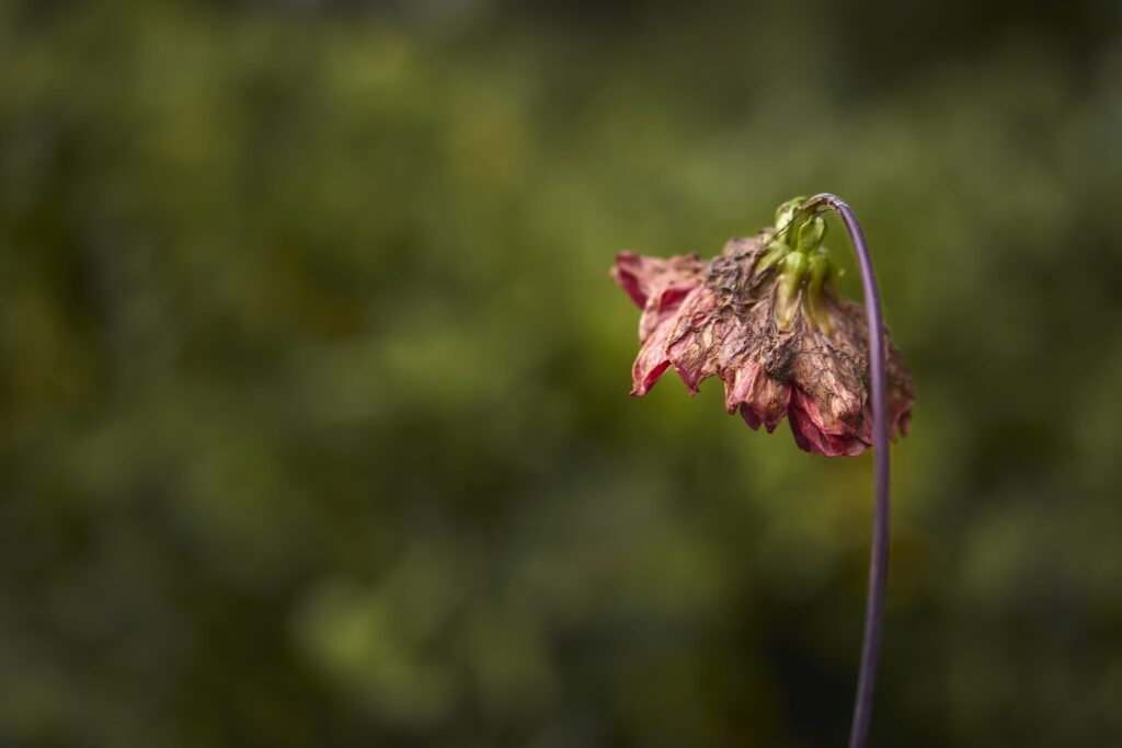 A selective focus shot of wilted flower